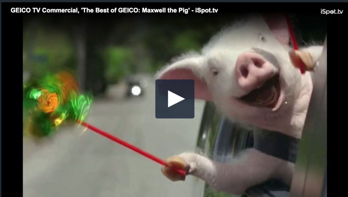 Geico Maxwell The Pig